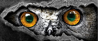 Owl logo